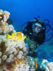 Anemone Fish & Diver by Adolfo Maciocco 
